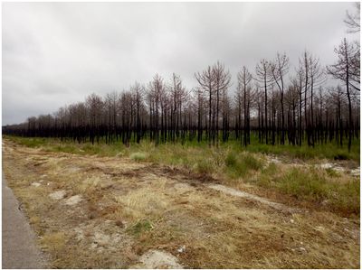 PINHAL DE LEIRIA - UMA LONGA IMAGEM DE DESTRUIO DA NATUREZA