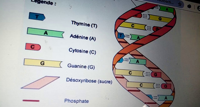 Esquema da molcula de ADN. Fonte - Internet