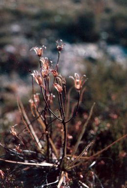 A célebre planta carnívora --«Drosophylum Lusitanicum Lin»