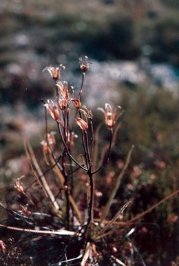 A clebre planta carnvora --Drosophylum Lusitanicum Lin