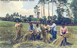 Agricultores ermesindenses atando o centeio